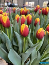 Tulipan 'Sante'_Tulip Trade Event 2024 - firma VWS (fot. A. Cecot)