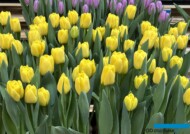 Tulipan 'Cadenza'_Tulip Trade Event 2024 - firma VWS (fot. A. Cecot)