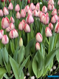 Tulipan 'Salmon Van Eijk'_Tulip Trade Event 2024 - firma VWS (fot. A. Cecot)