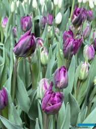 Tulipan 'Negrita Double'_Tulip Trade Event 2024 - firma VWS (fot. A. Cecot)