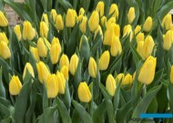 Tulipan 'Bright Time'_Tulip Trade Event 2024 - firma VWS (fot. A. Cecot)