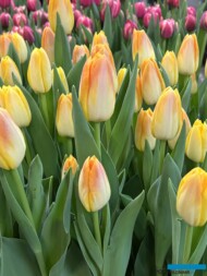 Tulipan 'Salmon Dynasty'_Tulip Trade Event 2024 - firma VWS (fot. A. Cecot)