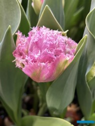 Tulipan 'Newcastle'_Tulip Trade Event 2024 - firma VWS (fot. A. Cecot)