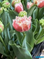 Tulipan 'Byron Bay'_Tulip Trade Event 2024 - firma VWS (fot. A. Cecot)