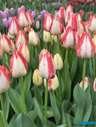 Tulipan Spryng Break_Tulip Trade Event 2024 - firma VWS (fot. A. Cecot)