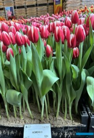 Tulipan 'Aomori'_Tulip Trade Event 2024 - firma Boots Flowerbulbs (fot. A. Cecot)