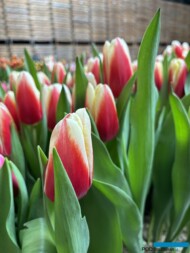 Tulipan 'Go Max'_Tulip Trade Event 2024 - firma Boots Flowerbulbs (fot. A. Cecot)