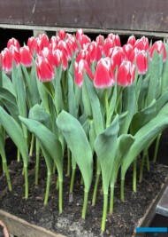 Tulipan 'Marrero'_Tulip Trade Event 2024 - firma Jan de Wit (fot. A. Cecot)