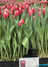 Tulipan 'Lech Walesa' - odmiana, która zrobiła karierę_Tulip Trade Event 2024 - firma Jan de Wit (fot. A. Cecot)