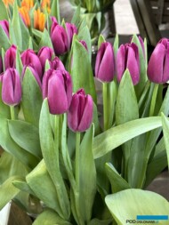 Tulipan 'Baracuda'_Tulip Trade Event 2024 - firma Jan de Wit (fot. A. Cecot)