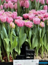 'Cairns' - pełnokwiatowa odmiana z grupy Tulipanów fryzowanych_Tulip Trade Event 2024 - firma Jan de Wit (fot. A. Cecot)