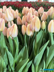 Tulipan 'Barcelona Beach'_Tulip Trade Event 2024 - firma Jan de Wit (fot. A. Cecot)