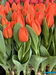 Tulipan 'Orange Sherpa'_Tulip Trade Event 2024 - firma Jan de Wit (fot. A. Cecot)
