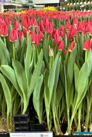 Tulipan 'Antarctica Fire'_Tulip Trade Event 2024 - firma Jan de Wit (fot. A. Cecot)