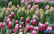 Tulipany - Odmiany 'San Stefano' (na 1. planie) i 'Crunchy Cummins' (na 2. planie_Tulip Trade Event 2024 - firma Jan de Wit (fot. A. Cecot)