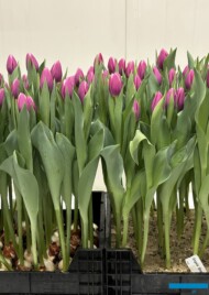 Tulipan 'Angels Share'_Tulip Trade Event 2024 - firma Nord Lommerse (fot. A. Cecot)