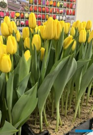 Tulipan 'Yellowstrike'_Tulip Trade Event 2024 - firma Nord Lommerse (fot. A. Cecot)