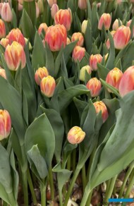 Tulipan 'Bed of Roses'_Tulip Trade Event 2024 - firma Nord Lommerse (fot. A. Cecot)