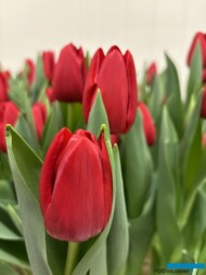 Tulipan 'Heartbreaker'_Tulip Trade Event 2024 - firma Nord Lommerse (fot. A. Cecot)