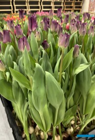 Tulipan 'Crown of Negrita'_Tulip Trade Event 2024 - firma Nord Lommerse (fot. A. Cecot)