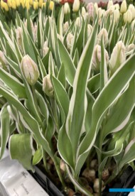 Tulipan 'Elsenburg'_Tulip Trade Event 2024 - firma Nord Lommerse (fot. A. Cecot)