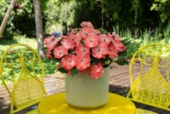 Impatiens SOL LUNA PRIME™ Peach (Danziger)_fot. FlowerTrials
