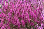 Lythrum Luminara™ Hot Pink (Vitroflora)_fot. FlowerTrials