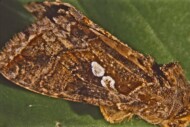 Błyszczka pomidorówka: motyl (fot. G. Łabanowski)