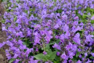 Nepeta Blue Planet (Vitroflora)_fot. FlowerTrials