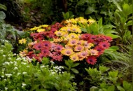 Osteospermum Akila® Hawaii Sunset Mix F1 (PanAmerican Seed)_fot. FlowerTrials