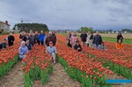 Gospodarstwo Królik_fragment plantacji tulipanów (odmiana 'Denmark')_wizyta uczestników sympozjum Flower Bulbs 2024_fot. D-Sochacki