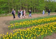 Gospodarstwo Królik_fragment plantacji tulipanów__wizyta uczestników sympozjum Flower Bulbs 2024_fot. D-Sochacki
