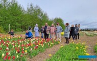 Gospodarstwo Królik_fragment plantacji tulipanów__wizyta uczestników sympozjum Flower Bulbs 2024_fot. D-Sochacki
