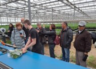 Gospodarstwo B. M. Orłowskich_ produkcja pędzonych hydroponicznie tulipanów_Fragment linii do przygotowania kwiatów do handlu_wizyta uczestników sympozjum Flower Bulbs 2024__fot. D-Sochacki