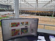 Gospodarstwo B. M. Orłowskich_ produkcja pędzonych hydroponicznie tulipanów_Przemieszczanie stołów z pędzonymi tulipanamami jest zrobotyzowane_fot. D. Sochacki