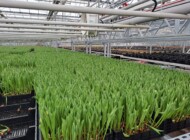 Gospodarstwo B. M. Orłowskich_ produkcja pędzonych hydroponicznie tulipanów_fot. D. Sochacki_