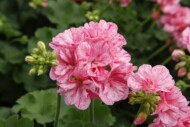 Pelargonium Big EEZE Pink Batik (DÜMMEN ORANGE)_fot. FlowerTrials