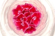 Pelargonium zonale pac® Dark line Spanish Wine (Elsner pac Vertriebsgesellschaft) _fot. FlowerTrials