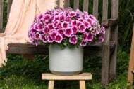 Petunia hybrida CAPELLA™ Fuchsia Lace (Danziger)_fot. FlowerTrials