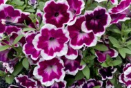Petunia hybrida Painted Love (Syngenta Flowers)_fot. FlowerTrials