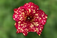 Petunia Top-tunia SPOTTY RED Imp. (Gruppo Padana)_fot. FlowerTrials