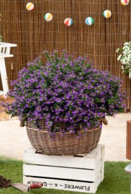 Scaevola Scala Cappello Purple (DÜMMEN ORANGE)_fot. FlowerTrials
