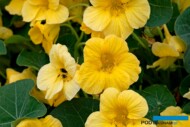 Tropaeolum minus ‘Baby Yellow’ (Takii); fot. FlowerTrials