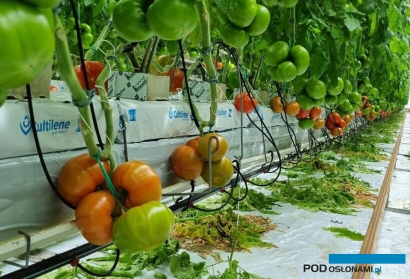 pomidory, pierwsze grona, fot. M. Sowa