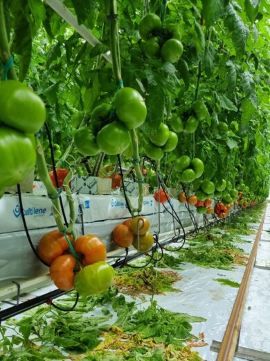 Początek plonowania pomidorów w sezonie 2024 (fot. M. Sowa)