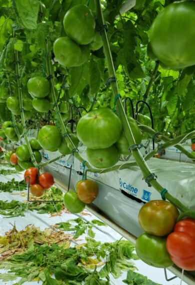 Początek plonowania pomidorów w sezonie 2024 (fot. M. Sowa)