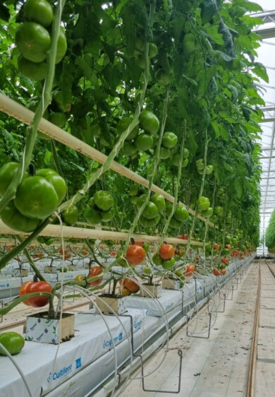 Początek plonowania pomidorów w sezonie 2024 (fot. M. Sowa)