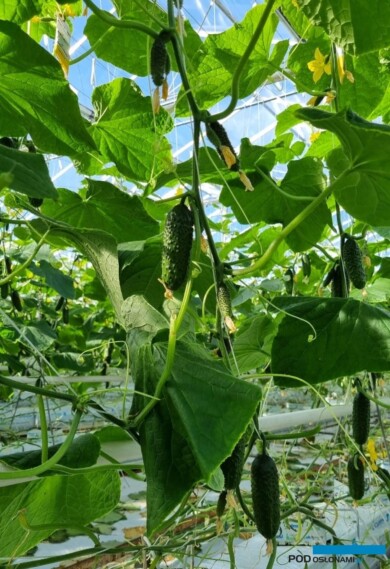 Plonowanie ogórków brodawkowych SV3506CV (fot. M. Sowa)