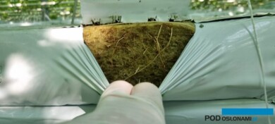 W tym sezonie, w ocenie Marka Sowy, były kłopoty z uzyskaniem dobrego systemu korzeniowego w wysokich matach wełny mineralnej, częściej dochodziło w nich do zalania korzeni (fot. 1-3 M. Sowa)