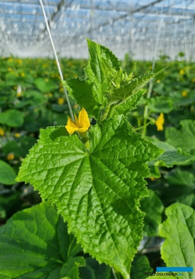 Wierzchołek dobrze rozwijającej się rośliny ogórka (fot. M. Sowa)